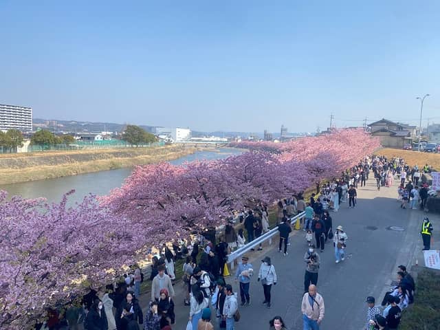 乙川土手の葵桜 - Image 1