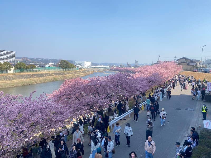 乙川土手の葵桜 - Image 1