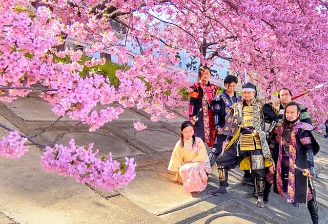 乙川土手の葵桜 - Image 2