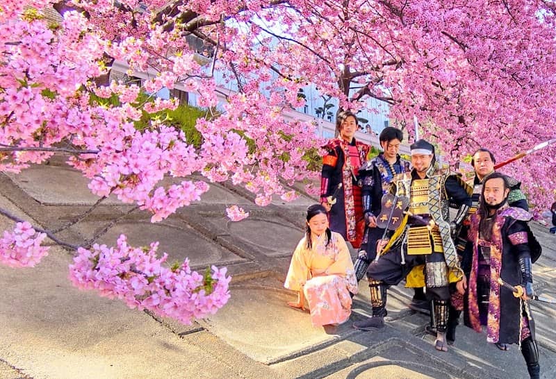 乙川土手の葵桜 - Image 2