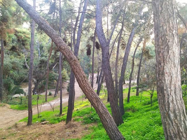 Rematia Chalandriou - Image 1