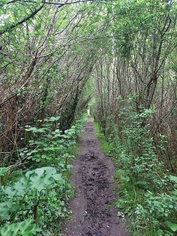 Rathcoole Woodlands - Image 1
