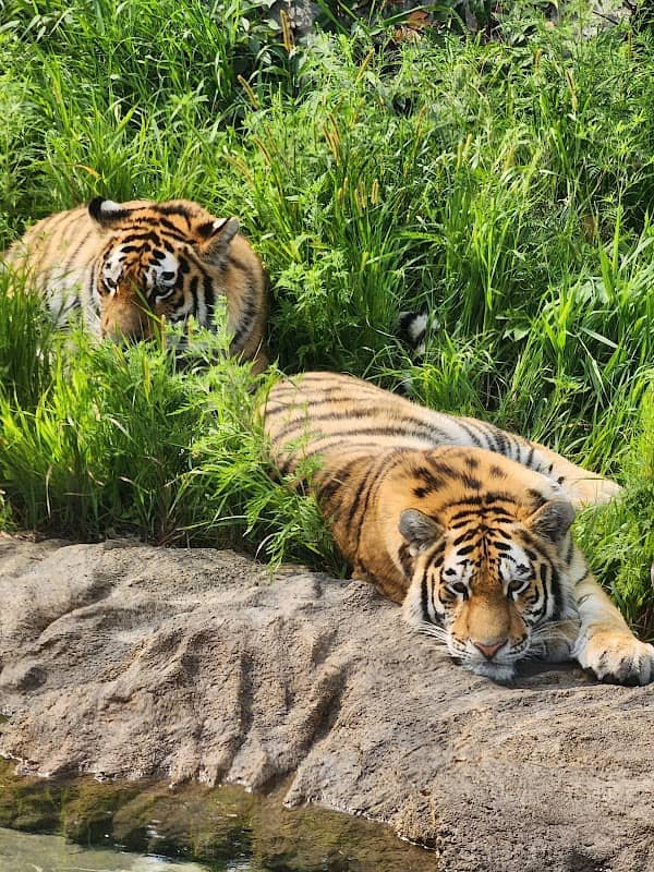 Amur Tiger - Image 1