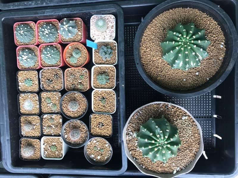 Little boy cactus home - Image 1