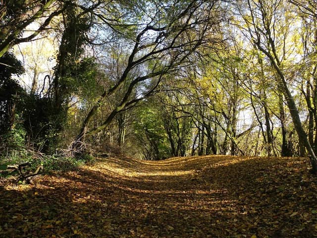 Linear Park - Image 2