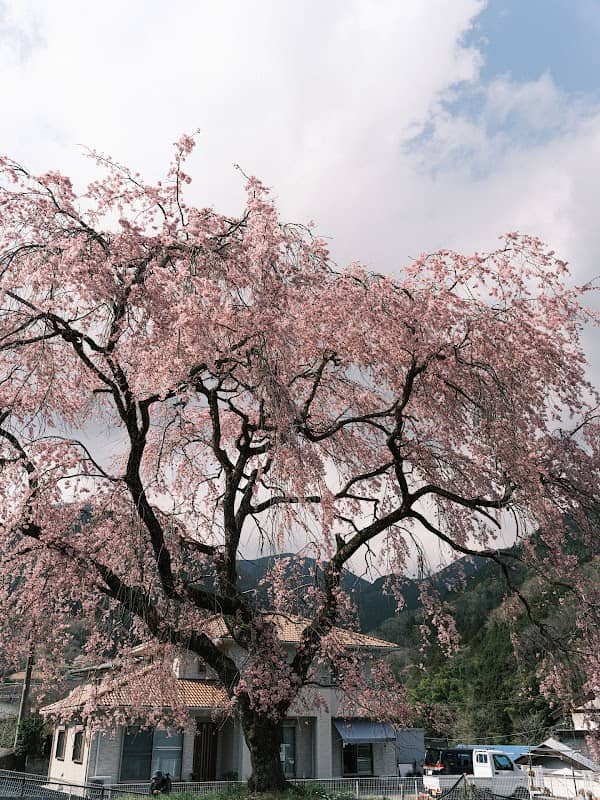 虫沢のしだれ桜(五大しだれ桜) - Image 1