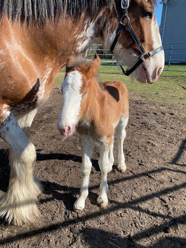 Sandy Acres Clydesdales - Image 1