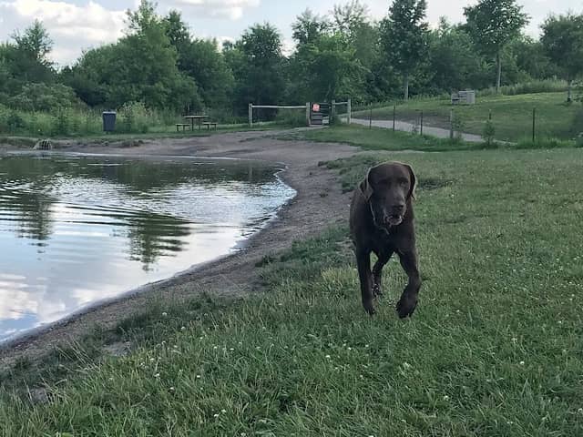Cleary Lake Dog Park - Image 2