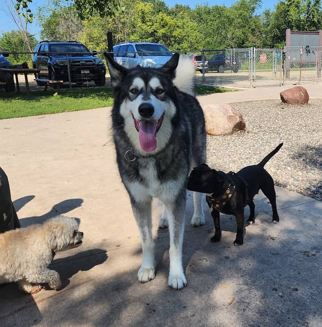 Cleary Lake Dog Park - Image 1