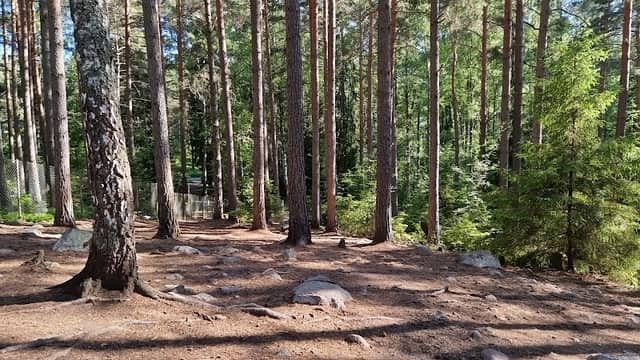 Lillsjöns Hundrastgård - Image 1