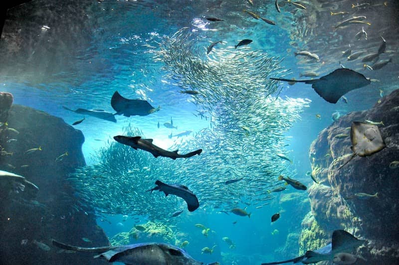 Enoshima Aquarium - Image 1
