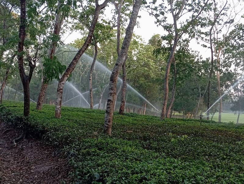 কোদালা চা বাগান - Image 1