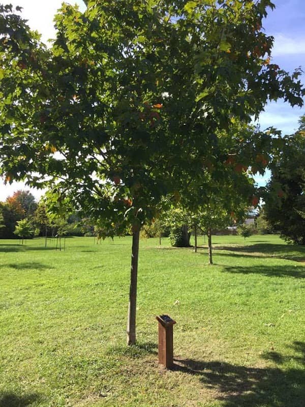 Jorene Park - Image 2