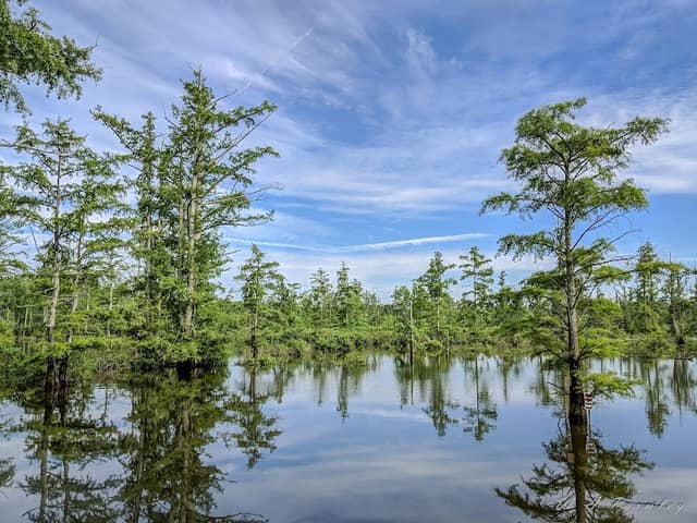 Cypress Creek National Wildlife Refuge - Image 2
