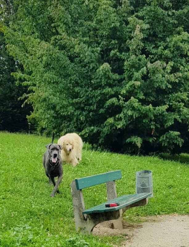 Hundefreilaufzone - Image 1