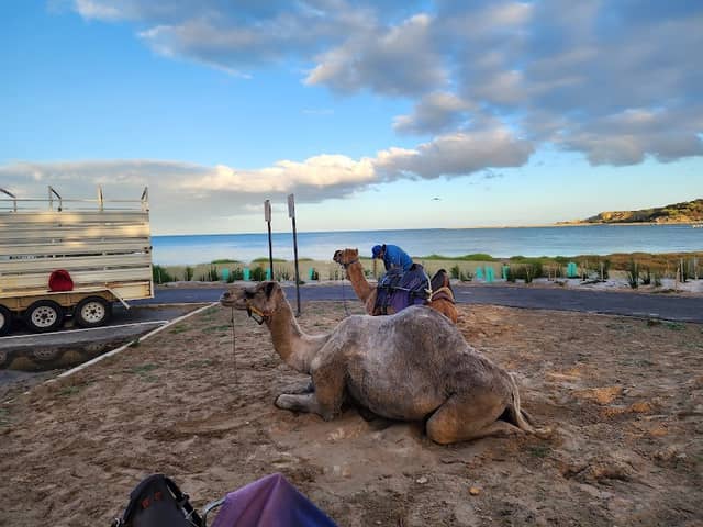 Camel ride - Image 2