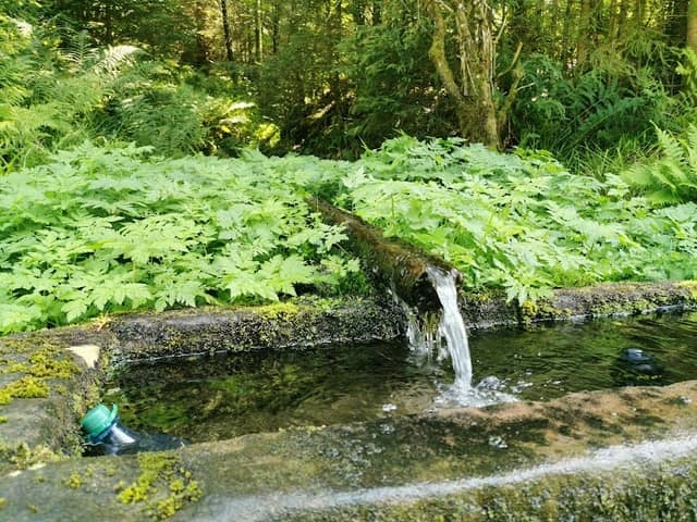 Tannenfelser Brunnen - Image 2