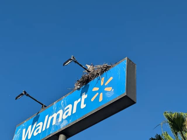 Big ol nest - Image 1