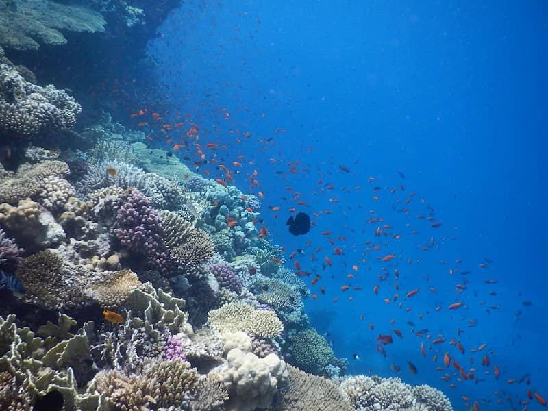 Barriera corallina - Image 1
