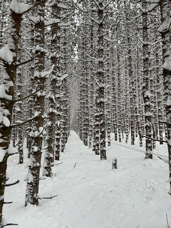 Durham Forest - Image 1