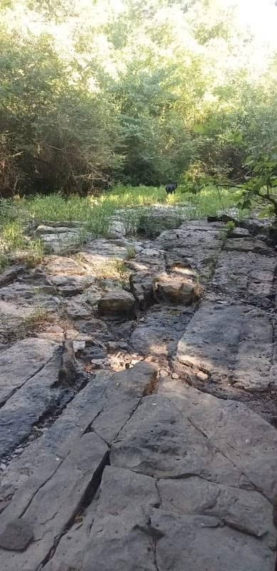 Pea Ridge Creek - Image 1