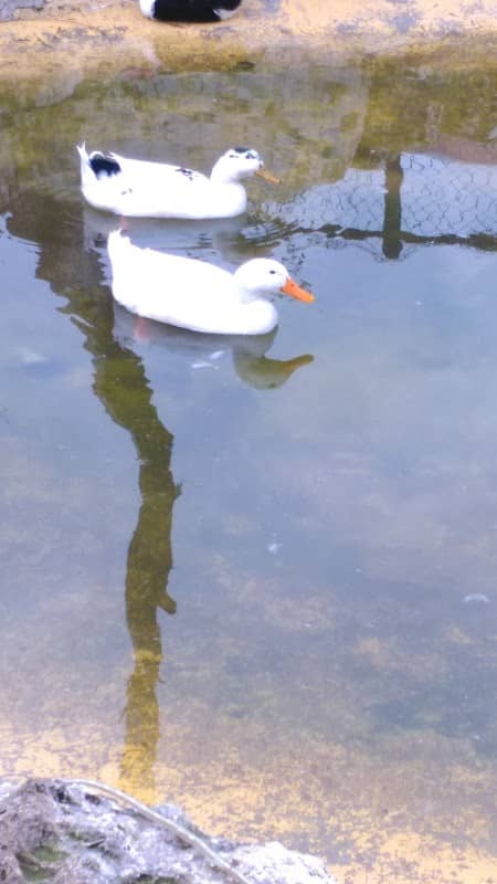 Child park - Image 1