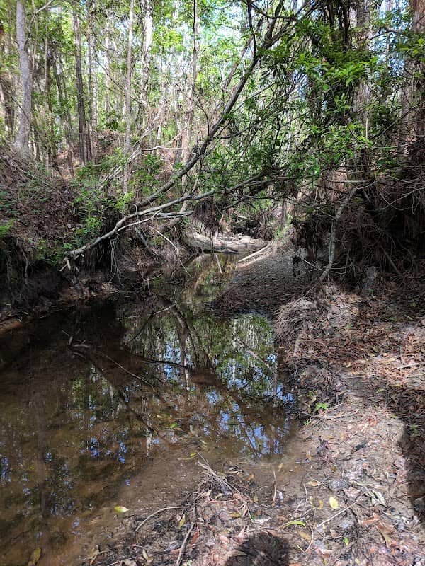 Gum Branch Nature Preserve - Image 2