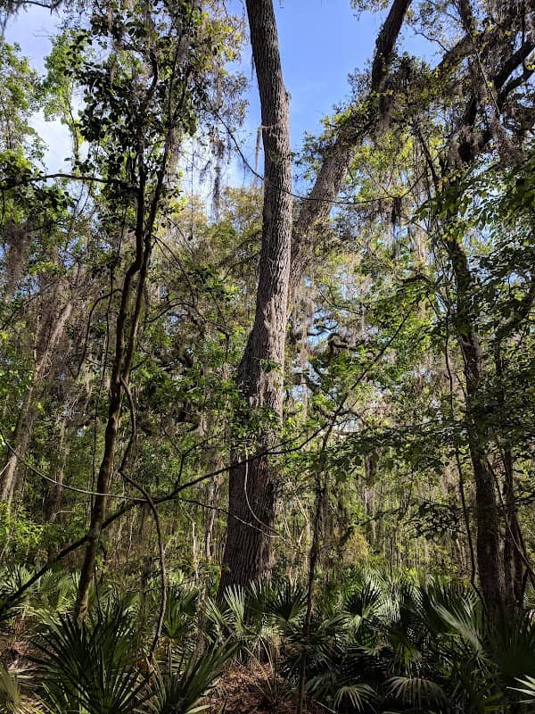 Gum Branch Nature Preserve - Image 3