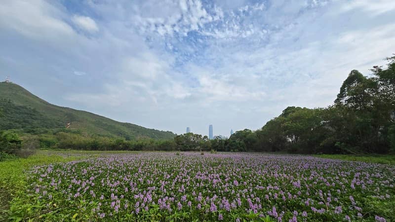 Fung Ngan Blue Fishpond - Image 1