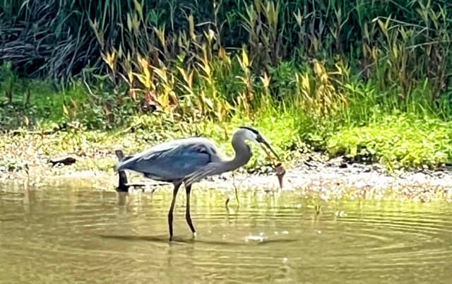 McDowell Creek Greenway - Image 1