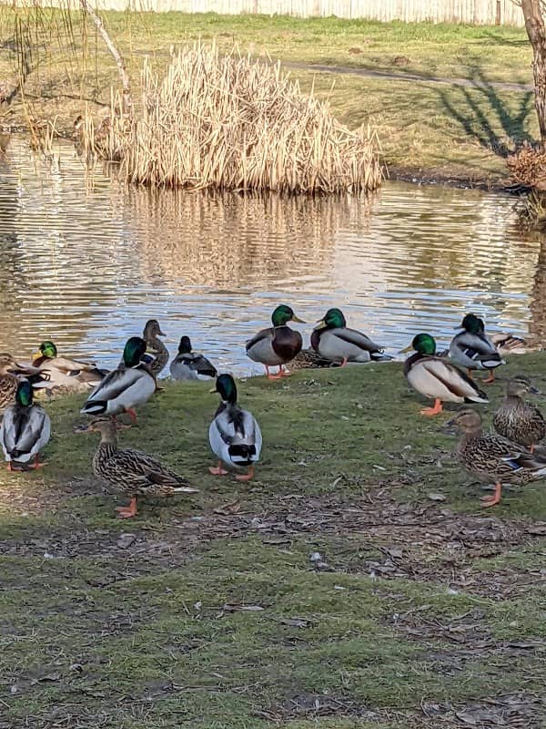 Florence Robison Park - Image 1