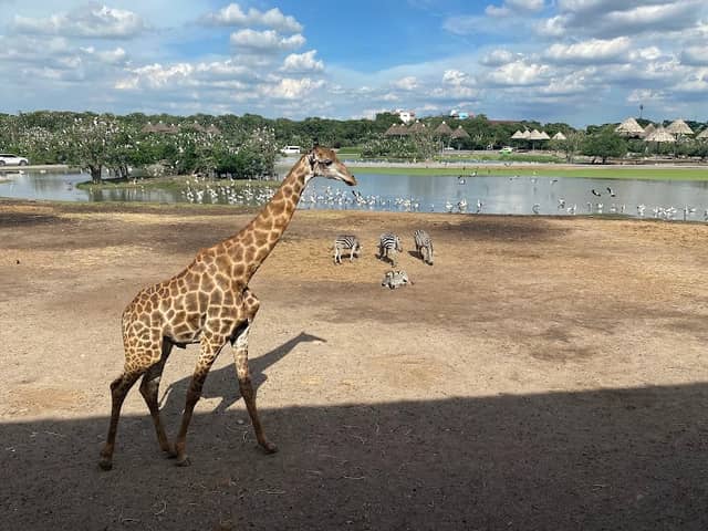 Hippopotamus pond - Image 1