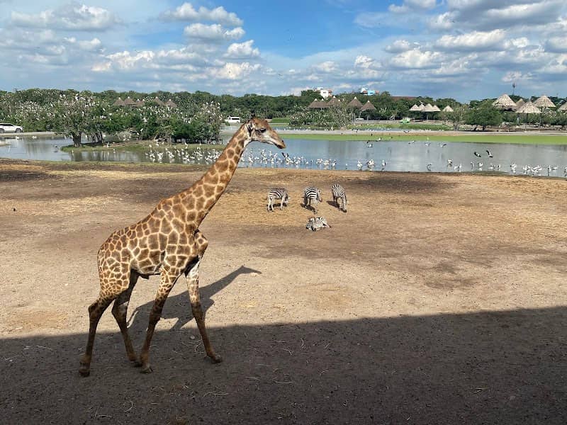 Hippopotamus pond - Image 1