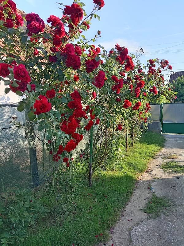 Ocna Mureș - Image 1