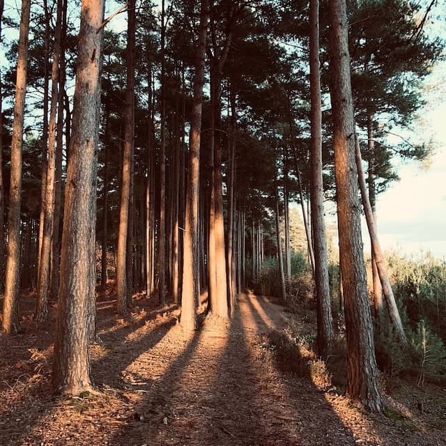 Parking layby for RSPB Farnham Heath - Image 1