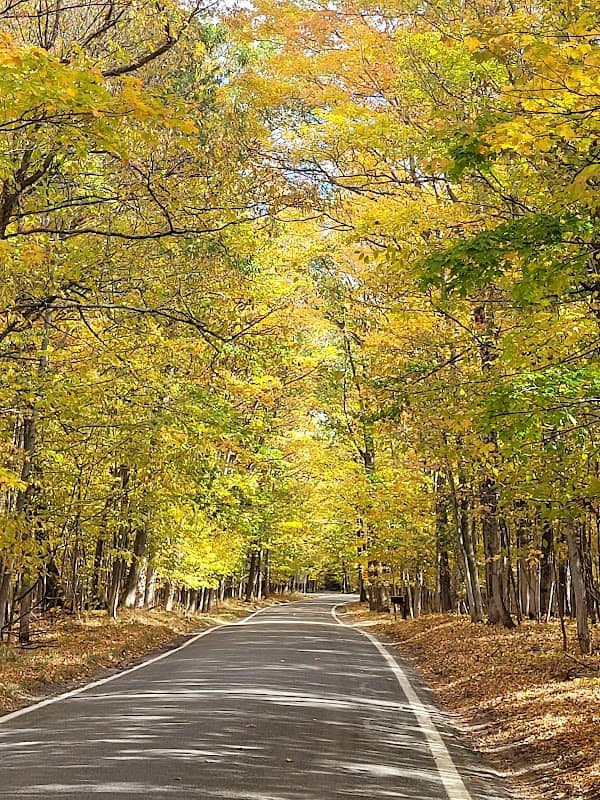Tunnel of Trees - Image 3