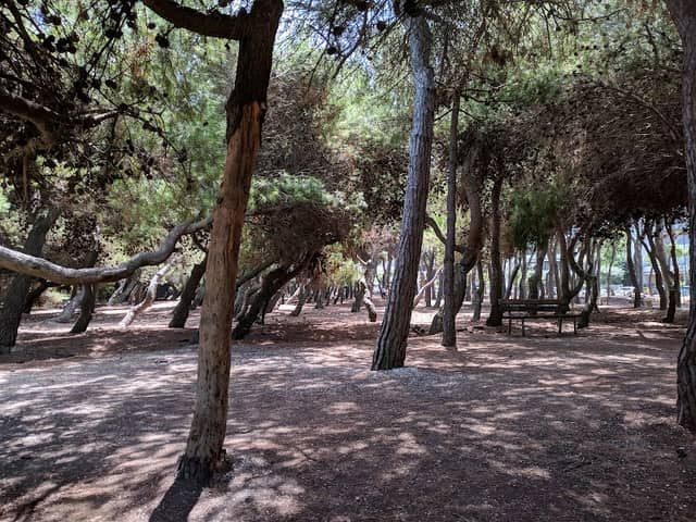 Pineta - Image 2