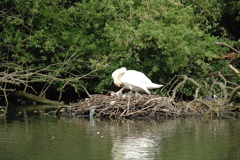 Cygnet Lake - Image 2