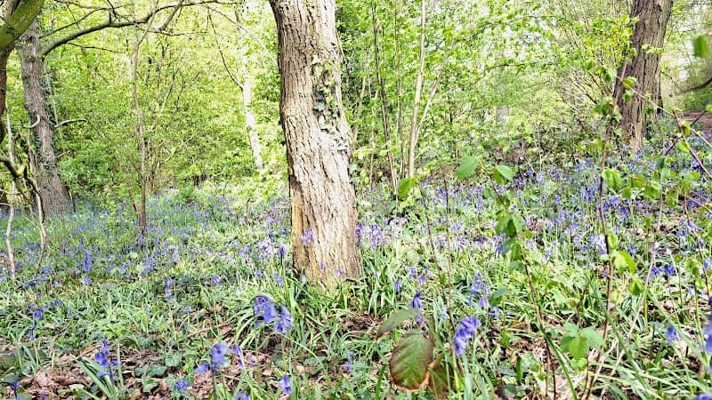 Dixon Woods - Image 1