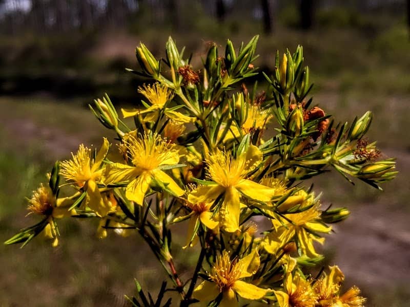St. Joseph Bay State Buffer Preserve - Image 3