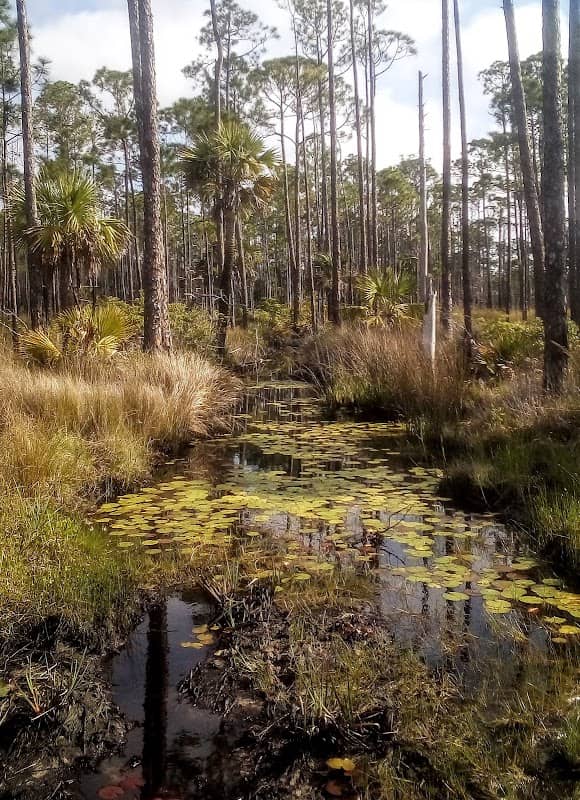 St. Joseph Bay State Buffer Preserve - Image 2