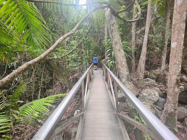 Tamborine Rainforest Skywalk - Image 3