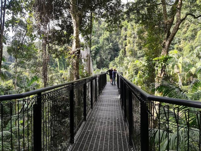 Tamborine Rainforest Skywalk - Image 2