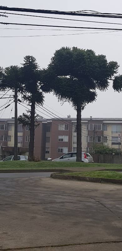 Araucarias Fundo El Carmen - Image 1