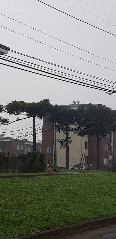Araucarias Fundo El Carmen - Image 2