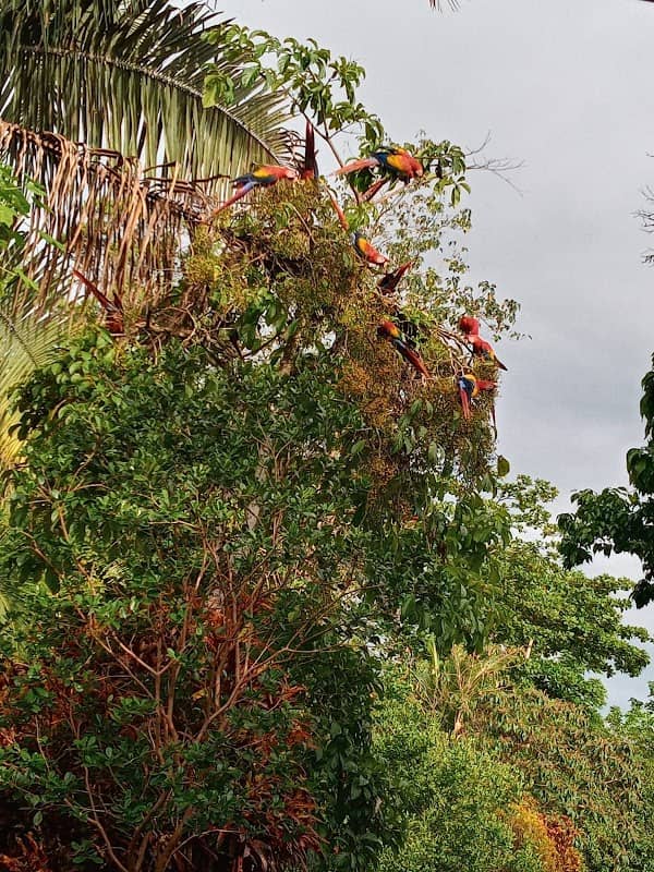 Monumento al Chilamate Sendero Agro-ecológico - Image 1
