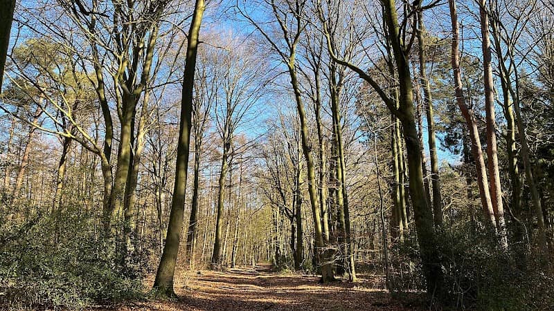 Oldenbütteler Holz - Image 1