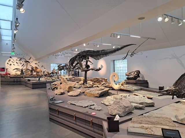 Natural History Museum St. Gallen - Image 2