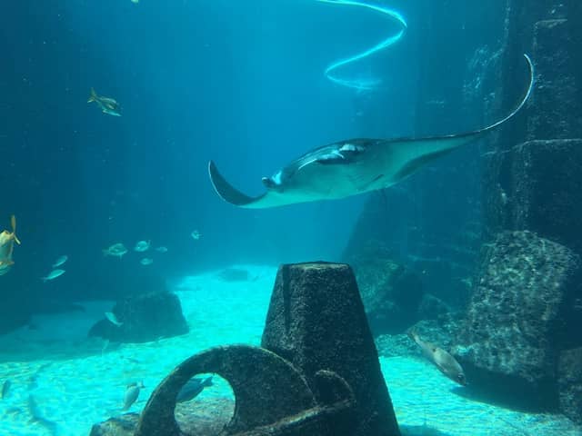 Marine Habitat At Atlantis - Image 3