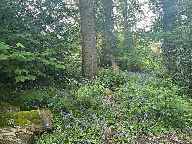 Knolls Wood - Image 2